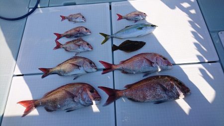 フィッシングボートACE(エース) 釣果