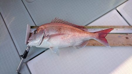 フィッシングボートACE(エース) 釣果