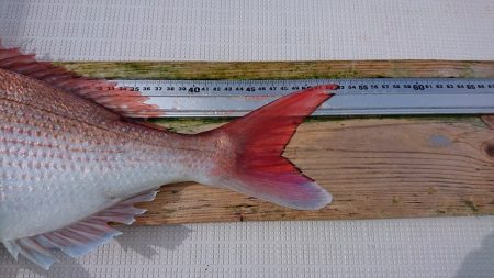 フィッシングボートACE(エース) 釣果