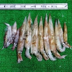 シードリーム 釣果