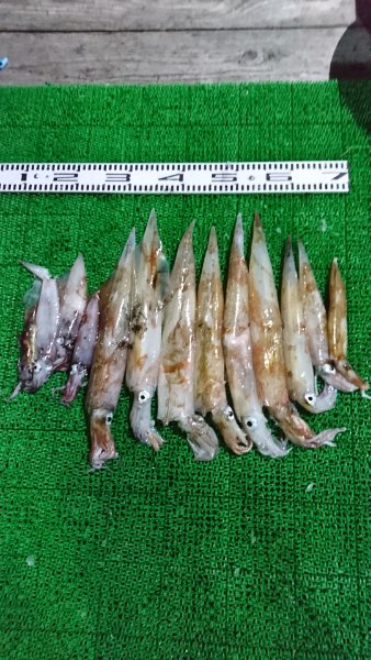 シードリーム 釣果