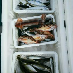 金剛丸 釣果