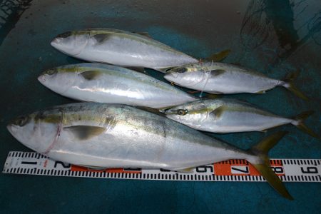 アジアマリンサービス 釣果