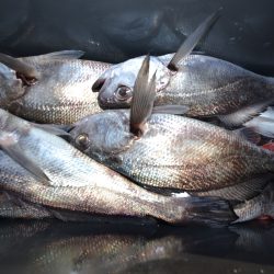 アジアマリンサービス 釣果