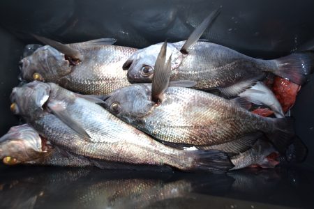 アジアマリンサービス 釣果