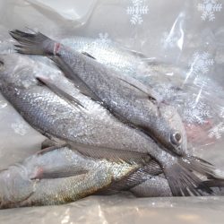 アジアマリンサービス 釣果