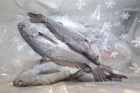 アジアマリンサービス 釣果