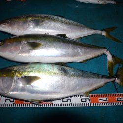 アジアマリンサービス 釣果