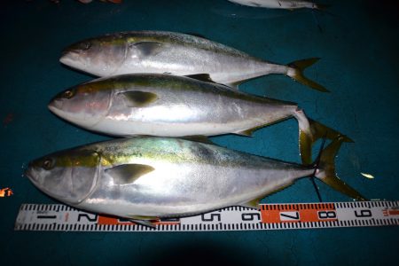 アジアマリンサービス 釣果