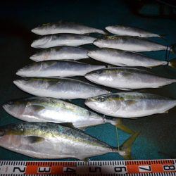 アジアマリンサービス 釣果