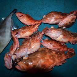 アジアマリンサービス 釣果