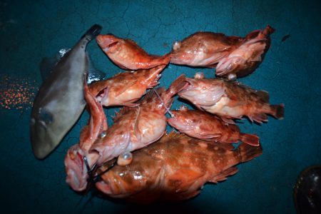 アジアマリンサービス 釣果