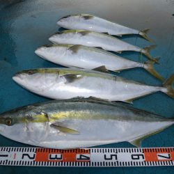 アジアマリンサービス 釣果