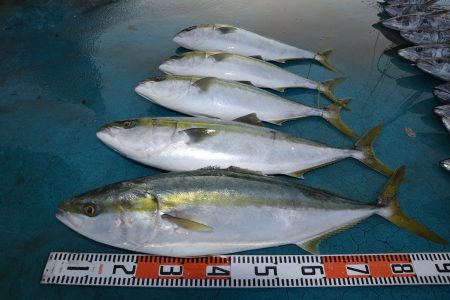 アジアマリンサービス 釣果