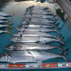 アジアマリンサービス 釣果