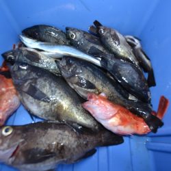 アジアマリンサービス 釣果