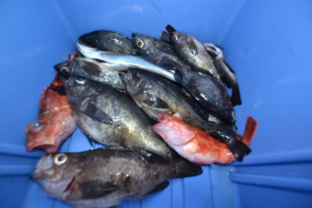 アジアマリンサービス 釣果