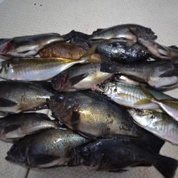 アジアマリンサービス 釣果