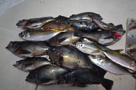 アジアマリンサービス 釣果