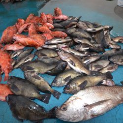 アジアマリンサービス 釣果