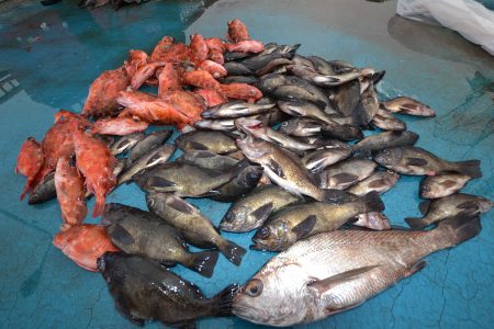 アジアマリンサービス 釣果