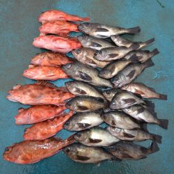 アジアマリンサービス 釣果