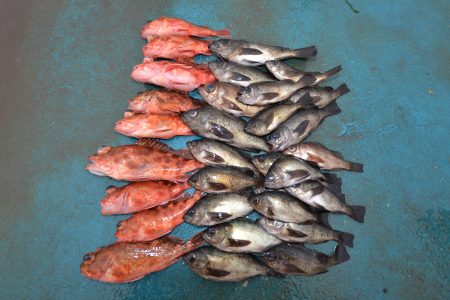 アジアマリンサービス 釣果