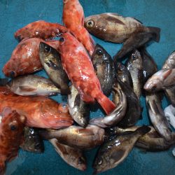 アジアマリンサービス 釣果