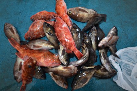 アジアマリンサービス 釣果