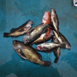 アジアマリンサービス 釣果