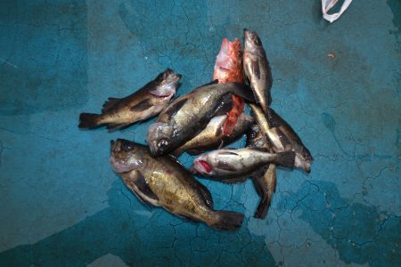 アジアマリンサービス 釣果