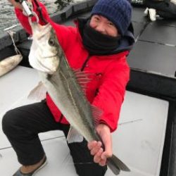 シーマジカル 釣果