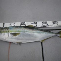 磯部釣船 直栄丸 釣果