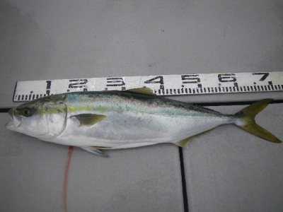 磯部釣船 直栄丸 釣果