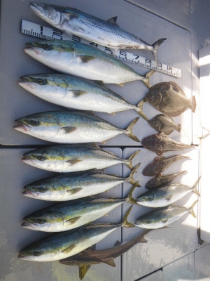 磯部釣船 直栄丸 釣果