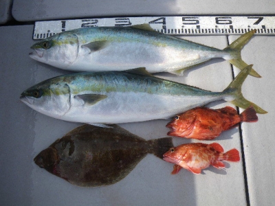 磯部釣船 直栄丸 釣果