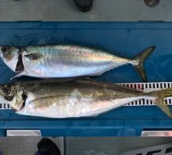 さぶろう丸 釣果