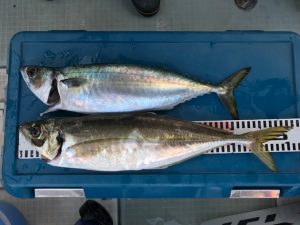 さぶろう丸 釣果