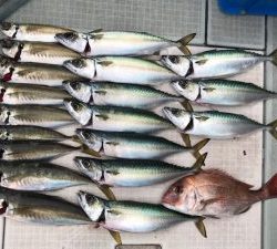 さぶろう丸 釣果
