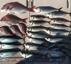 さぶろう丸 釣果