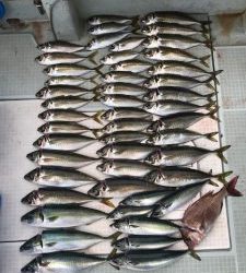 さぶろう丸 釣果