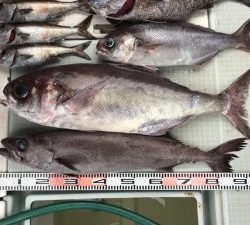 さぶろう丸 釣果