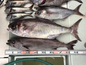 さぶろう丸 釣果