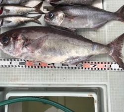 さぶろう丸 釣果