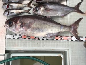 さぶろう丸 釣果