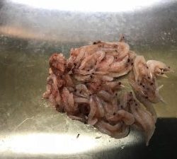 さぶろう丸 釣果