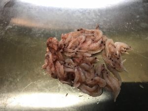 さぶろう丸 釣果