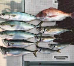 さぶろう丸 釣果