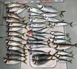 さぶろう丸 釣果