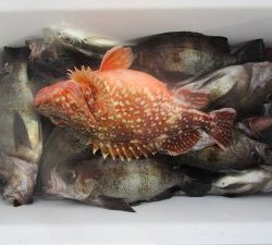 兼六丸 釣果